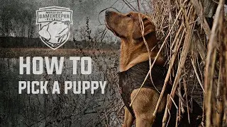 How To Pick Out A Puppy | Mossy Oak Kennels