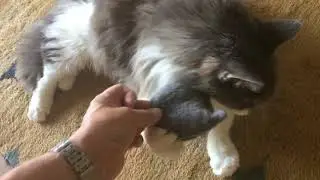 Maine Coon Oliver with his new toy.