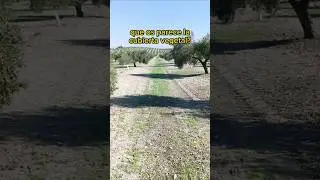 la cubierta vegetal en laboreo #laboreo #cubiertavegetal #olivar #aceituna