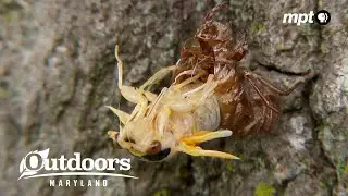 Why are there suddenly cicadas EVERYWHERE? | Outdoors Maryland
