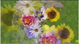 Flower Burst - cause and effect special needs activity
