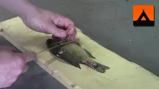 How to fillet a bluegill or sunfish