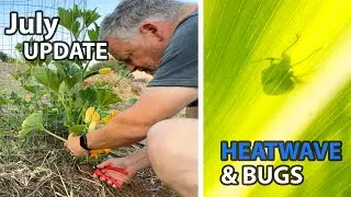 July Garden Update from Crete | Surviving Heatwaves, Bugs & Small Wins