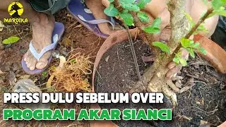 Program Akar Bonsai Sianci di Lahan Ground || Cara Aman Pengepresan akar yang dominan @DikaBonsai23