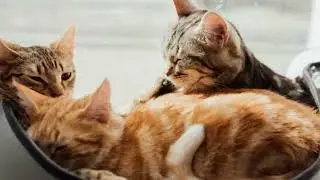 🌱8 heures de miaulements 🌱 Sons pour attirer les chats 🌱 Appeler les chats