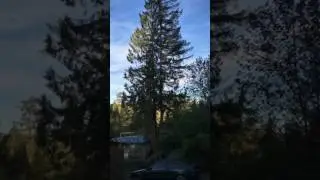 Tree falling the wrong way fail