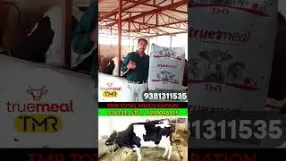 Truemeal TMR விலங்குகளுக்கு சிறந்த தீவனம் #dairy #buffalofeeding #nutritional #livestock #sheepfeed