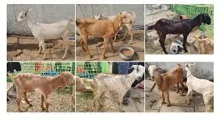 GABAN BAKRIYA || MINI LOT HAI KIDS KA 