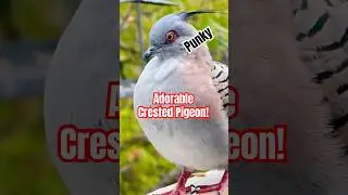 The Australian Crested Pigeon's Unique Cooing Call
