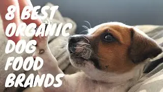 8 Best Organic Dog Food Brands
