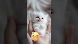 The Cutest Cat Moments 🥺😻🐈 #cats #feline #catlovers #cutecat #cutestanimals #heartwarming #viral