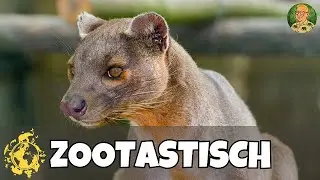 Fossa | Die Zootiere im Allwetterzoo Münster | Zootastisch