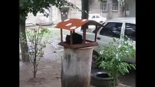 Находчивый кот в кормушке Летите, птички, летите resourceful cat Fly, birds, flying