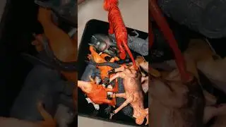 Unboxing safari animal toy | Kids animal toy | i love animal toys kids @Rabbitz-toy #kidsvideo