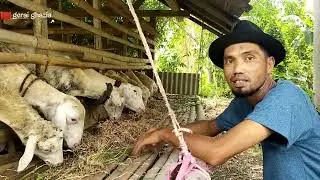 Cara Ternak Domba Gibas Untuk Pemula