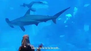 Keroncong Kemayoran. Cover by Fia Ft. Mitami. Sea Aquarium