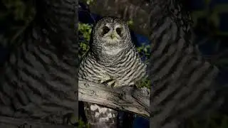 Rufous-legged owl (Strix rufipes)