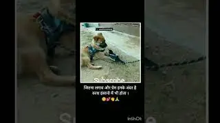 dog and birds emotional video #shortsfeed #dog #voiceless #doglover #motivation #viralvideo #dog