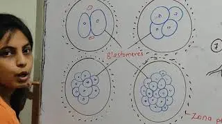 Post fertilization events in human