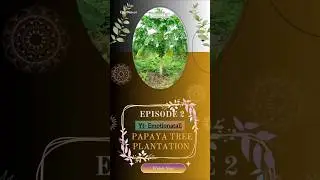 PAPAYA TREE PLANTATION 🌴| MINI VLOG| EPISODE 2| #vlog #gardening #experiment #papaya #dailyvlog
