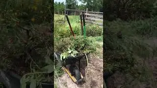 Garden clean up, time to plant the fall garden! #familyfarm #growyourownfood #vegetablegarden
