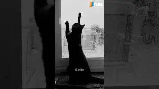 Animal Fundub Part 342 🤣🤣 | Malayalam Fundub | &copy;Ji Talkz | Jijith Elamadu #malayalamfundub #shorts