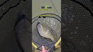 Nade și Momeli GDA Fishing