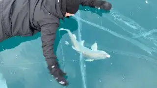 A Big Fish Story -  Catching an Abraham Lake Monster