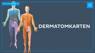 Dermatomkarten - Anatomie einfach erkl&auml;rt |&nbsp;Kenhub