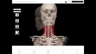 Learn@Visible Body - Head Rotation (Contralateral)