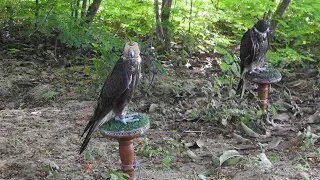 Falconry Gathering in Green Fields &ndash; Hunting, Cooking & Tradition