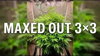 Island Sweet Skunk MAXED OUT My 3x3 Grow #MarsHydro