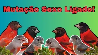 O que é Mutação Sexo Ligado? Veja quais as características das mutações ligado ao sexo!