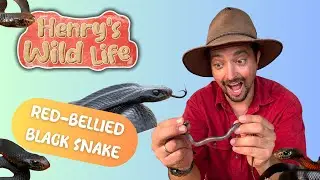 Red-bellied Black Snake - Henry's Wild Life AUSTRALIA