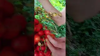 Chonta palm fruit