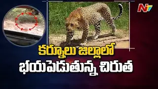 Leopard Hulchul at Erramala Hills in Kurnool District | Ntv