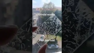 Grindal Worms feeding