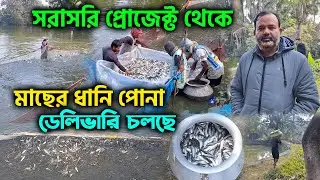 সরাসরি প্রোজেক্ট থেকে মাছের ধানি পোনা ডেলিভারি চলছে | আনিচ গোলদার মৎস্য বিক্রয় কেন্দ্র