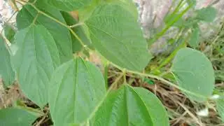 Pau-P&oacute;lvora/(Trema orientalis) (L.) Blume. [Leitura na Descri&ccedil;&atilde;o]#plantas