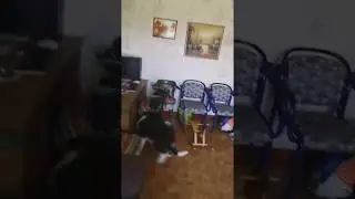 бобтаил Едди 4 месяца играет с мячом