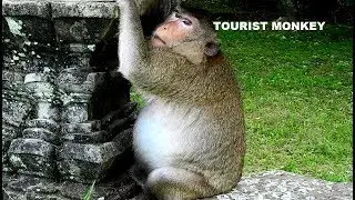 Very pity pregnancy cry all the time, Why monkey walk non stop before give a birth?
