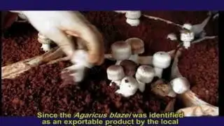 Minasfungi do Brasil - Institucional