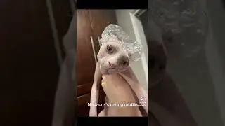 Nudacris is dating profile! #subscribe #cat #sphynx #funnymemes #viral #sillymemes #trending #kitten