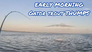 GATOR TROUT SHOWED UP TODAY