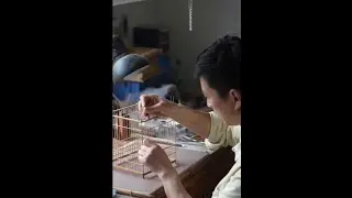 How the Chinese Create Beautiful Birdcages#bamboo#birdcage#china 