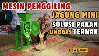 Mesin Penggiling Jagung Dinamo Listrik, Solusi Pakan Unggas Rumahan #mesingiling#gilingjagung 