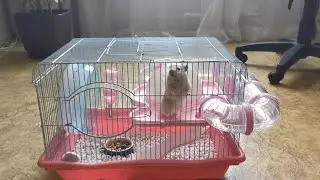 Обзор на КЛЕТКУ хомяка Персика! 🐹🐹🐹 Как живёт хомяк Персик?