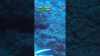 Diving Deep! Historic anchor and the death of a dive computer! 🤙😲🤙 #hawaii #oceancleanup