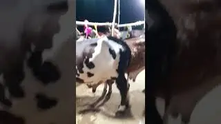 cow Mandi 2024 #cowmandiupdate #cow #viral #shortscow #pakistan #short_video #shorts #ytshorts