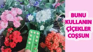 ÇİÇEK COŞTURAN BİTKİ BESİNİ, MÜTHİŞ ETKİLİ BİTKİ BESİNİ TARİFİ, DOĞUM KONTROL HAPI İLE  ÇİÇEK BAKIMI